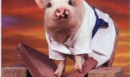 肥猪猪的日常娱乐吃瓜,娱乐至上，笑料连连