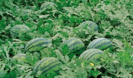 吃瓜爆料张凌赫视频大全,吃瓜爆料背后的精彩瞬间