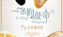 一只狗的使命在线观看,一只狗的感人成长之旅