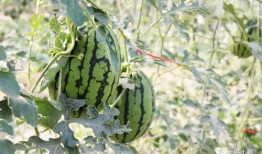 网红吃瓜大集合集图片,一场视觉盛宴的狂欢