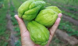 瓜哥免费吃瓜,揭秘娱乐圈幕后真相