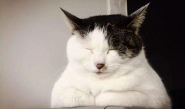 东北猫咪爆料视频在线观看,萌态可掬的日常瞬间大揭秘