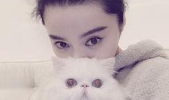 娱乐吃瓜猫欧阳娜娜,娱乐吃瓜猫的时尚之旅