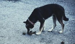视频爆料狗狗吃屎图片,背后原因及应对策略