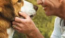 一只狗的使命在线观看,一只狗的感人成长之旅