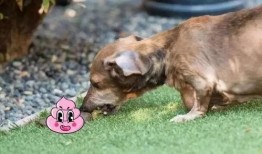 视频爆料狗狗吃屎图片,背后原因及应对策略