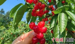 樱桃成熟在线观看,在线观看带你领略甜蜜瞬间