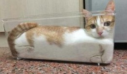 东北猫咪爆料视频在线观看,萌态可掬的日常瞬间大揭秘