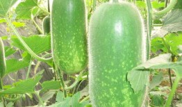 吃瓜爆料张凌赫视频大全,吃瓜爆料背后的精彩瞬间