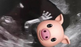 肥猪猪的日常娱乐吃瓜,娱乐至上，笑料连连