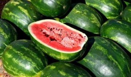 美食吃瓜视频大全下载免费,免费下载，尽享美味时光