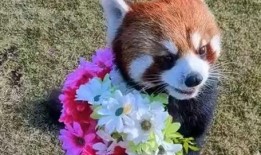 小熊猫送花爆料视频下载,甜蜜瞬间引网友热议