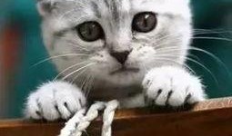 猫咪冠军爆料视频播放在线观看,揭秘幕后精彩瞬间，在线观看不容错过！