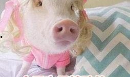 肥猪猪的日常娱乐吃瓜,娱乐至上，笑料连连