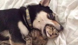 二狗爆料谢航视频播放在线观看,谢航视频在线观看，揭秘幕后真相