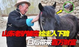 沈猛爆料老驴是谁啊视频,老驴身份之谜