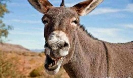 沈猛爆料老驴是谁啊视频,老驴身份之谜