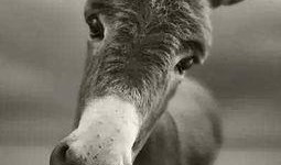 沈猛爆料老驴是谁啊视频,老驴身份之谜