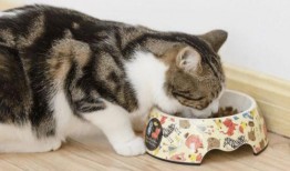 猫咪冠军爆料视频播放在线观看,揭秘幕后精彩瞬间，在线观看不容错过！