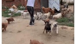 爆料救助流浪狗视频,网友爆料救助流浪狗，温情瞬间感动网友