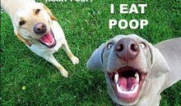 视频爆料狗狗吃屎图片,背后原因及应对策略