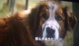 一只狗的使命在线观看,一只狗的感人成长之旅